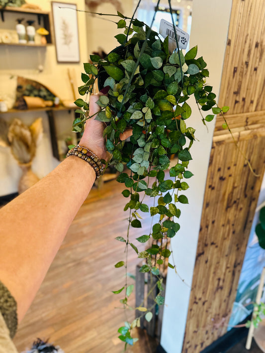 6" Hoya Krohniana Eskimo Basket