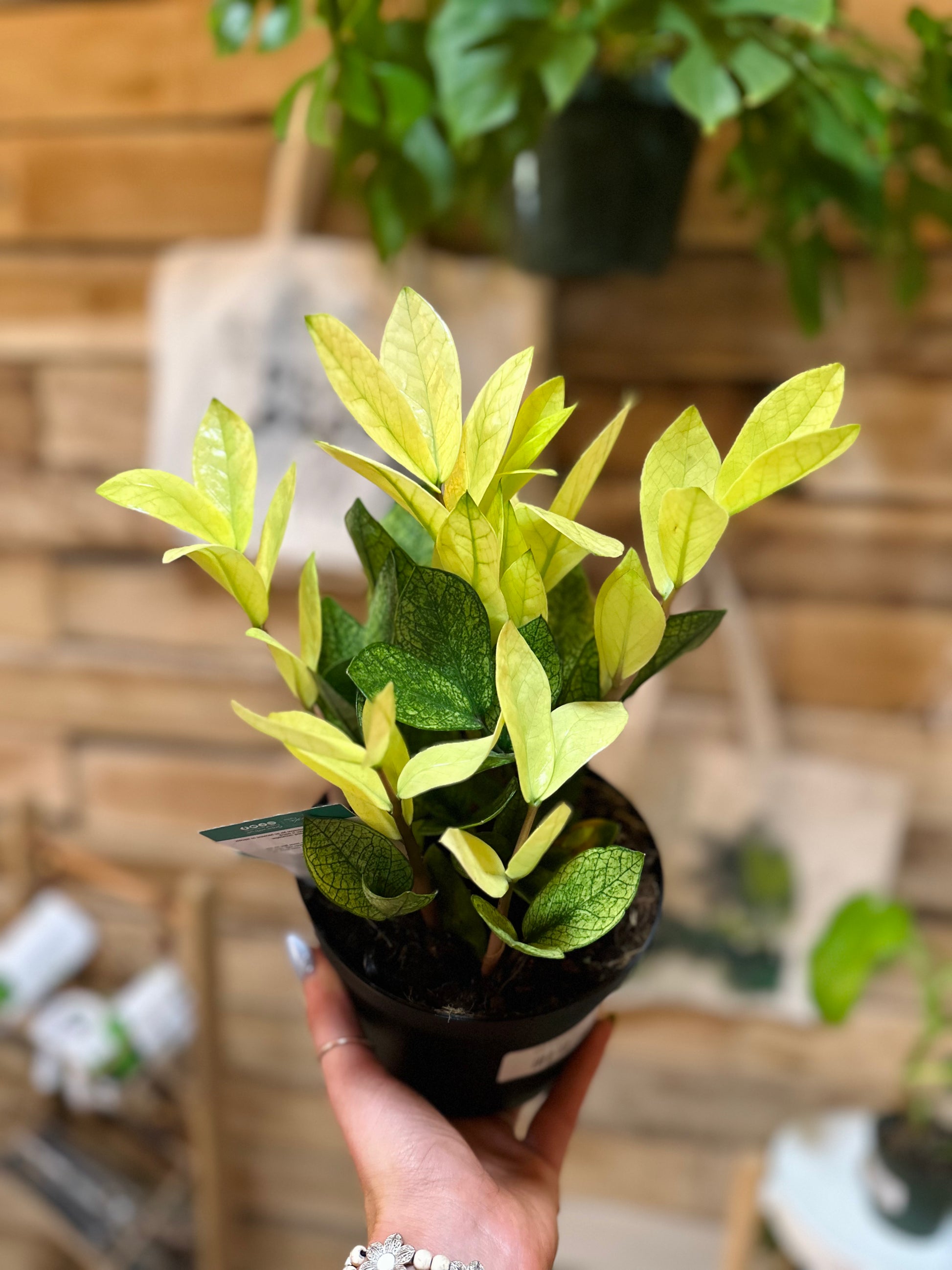 chameleon zz plant lowes 6" ZZ Chameleon – Grows on Main