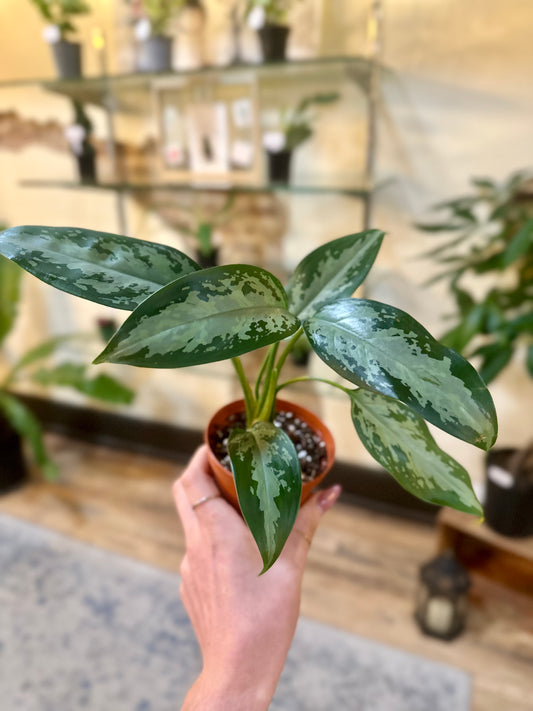 4" Aglaonema Jubilee