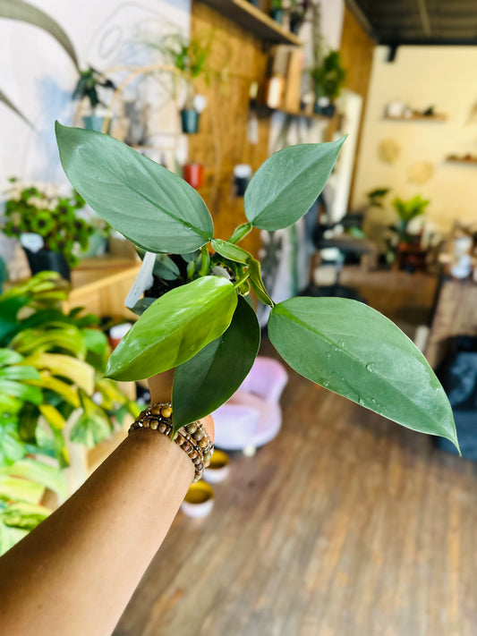 4" Philodendron Silver Sword