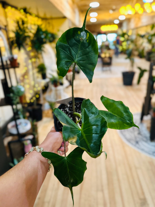 6" Alocasia Stingray