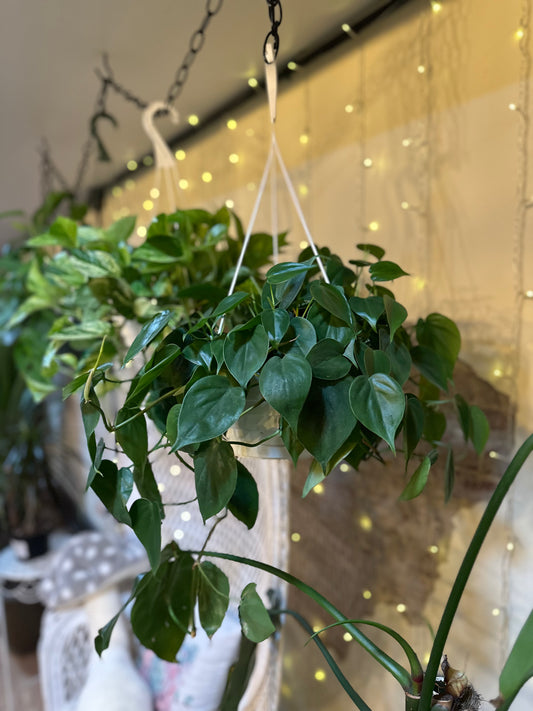 8" Philodendron Heartleaf Basket