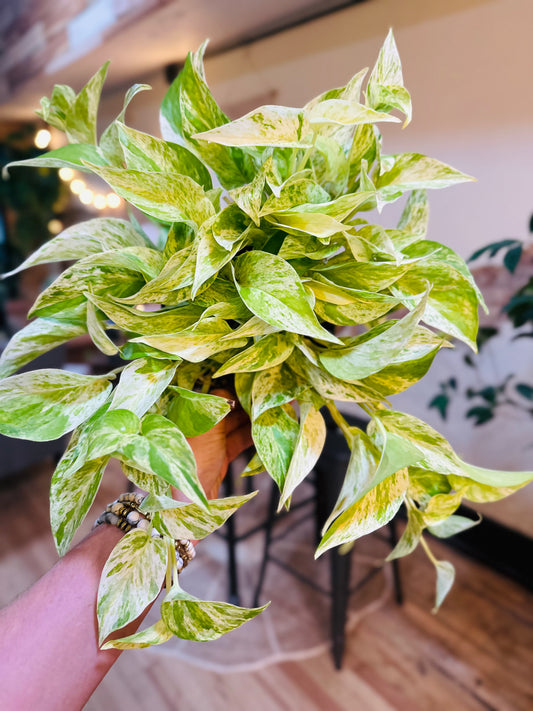6" Snow Queen Pothos