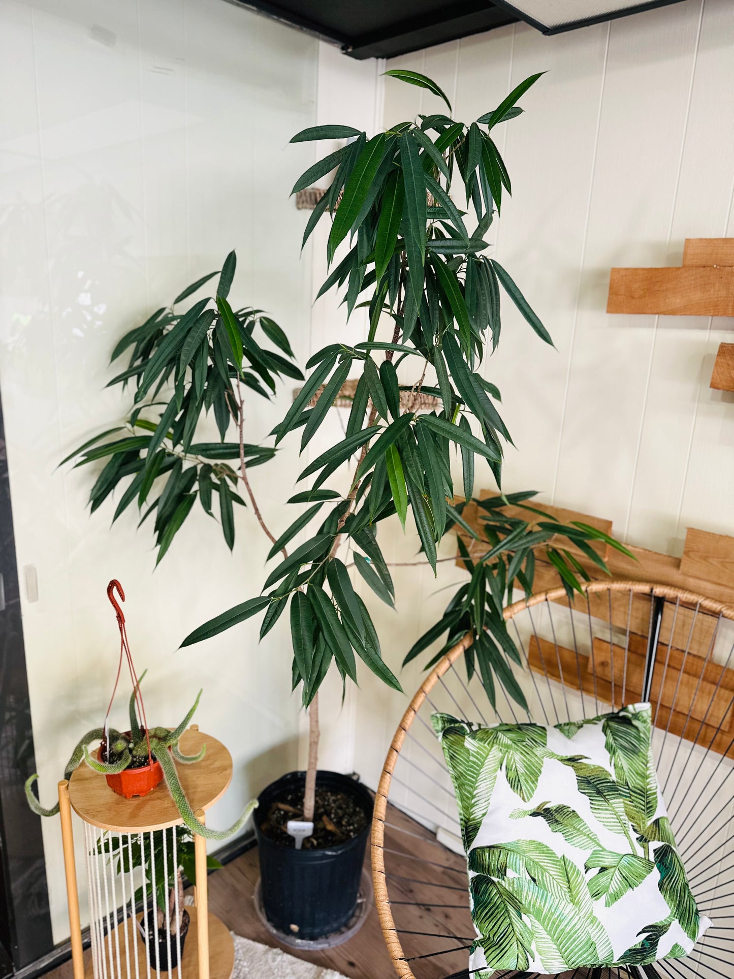 12" Ficus Alii