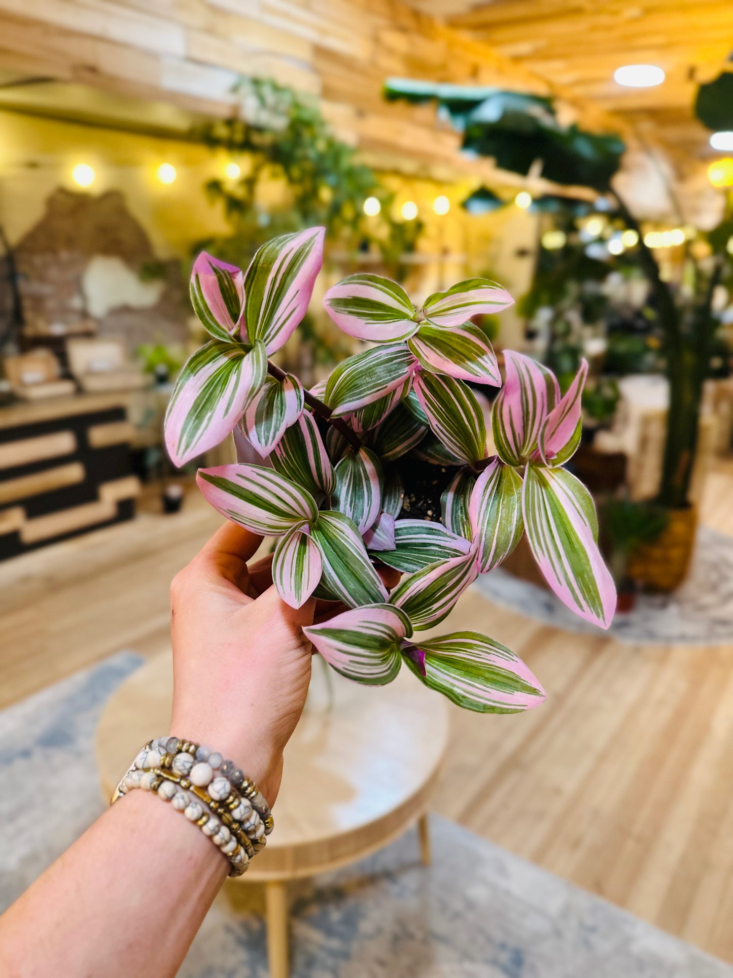 4" Tradescantia Bubblegum