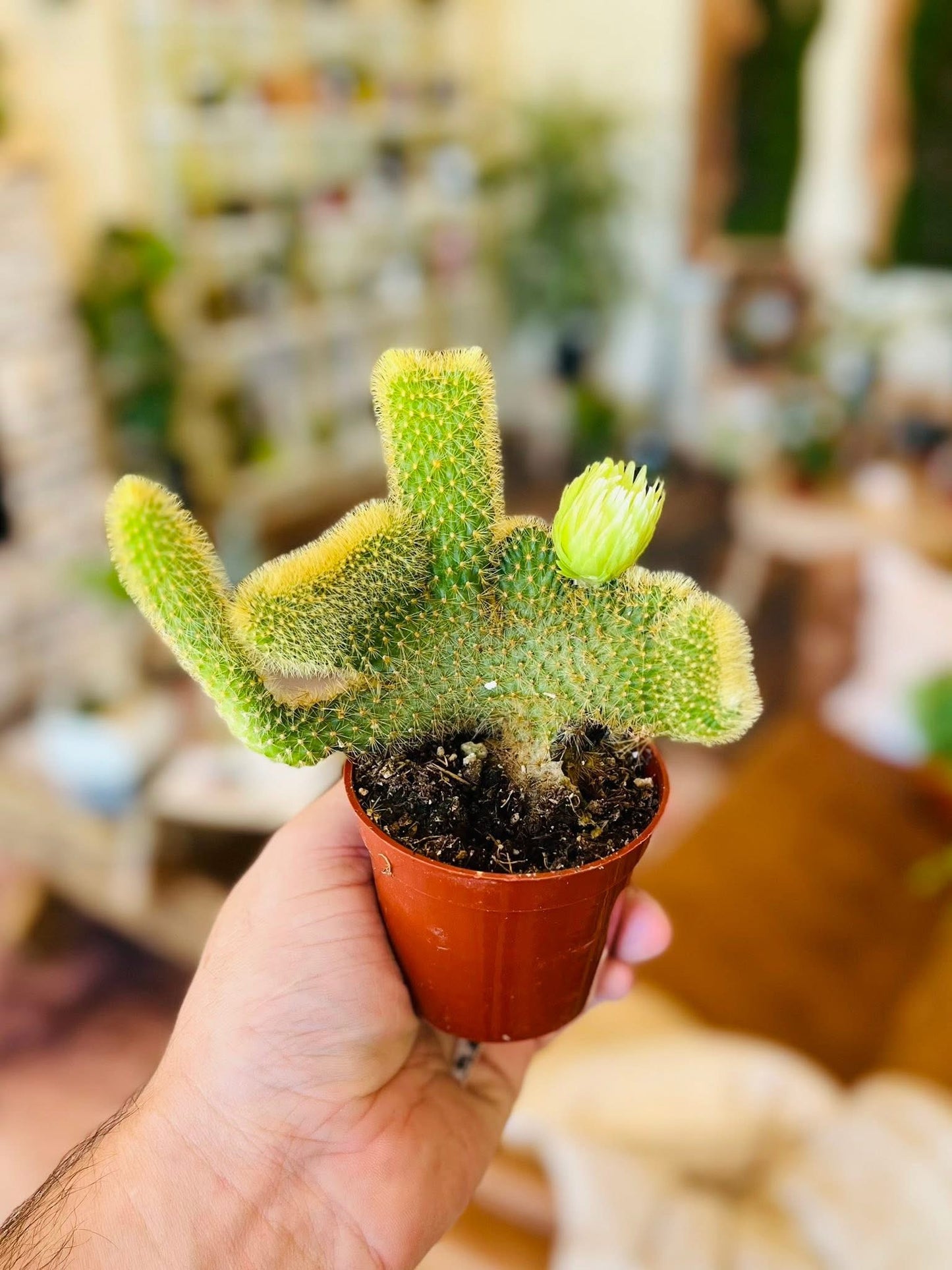 3.5" Crested Cactus