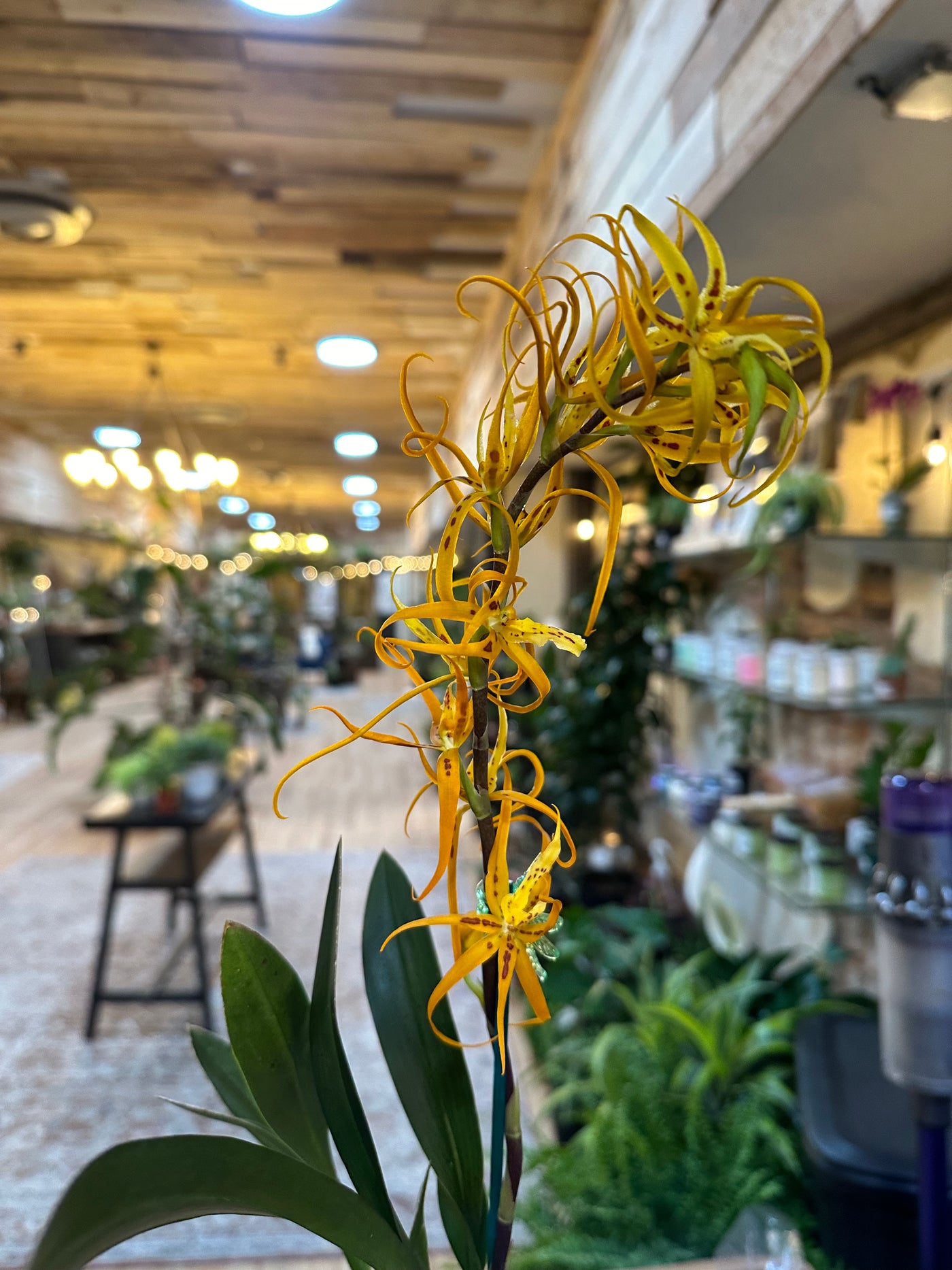 Brassada Orange Delight Orchid 5"