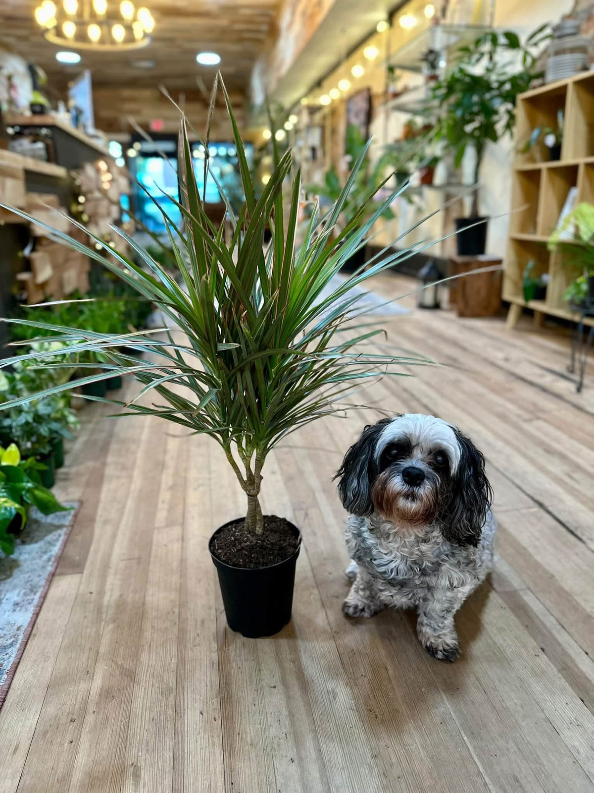 6" Dracaena Bicolor