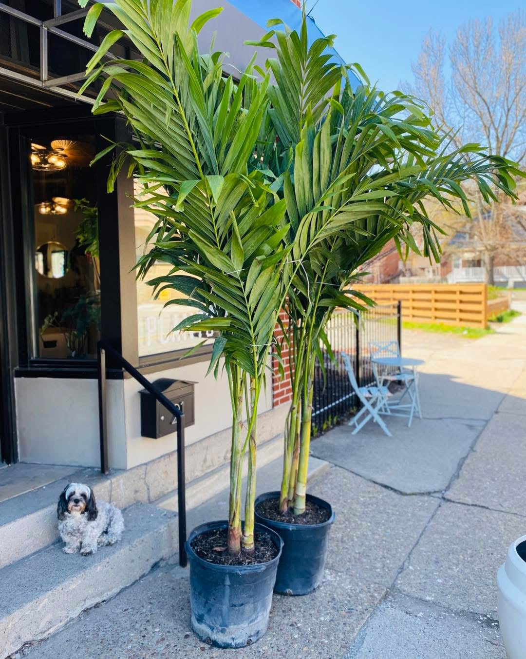 17" Palm Adonidia