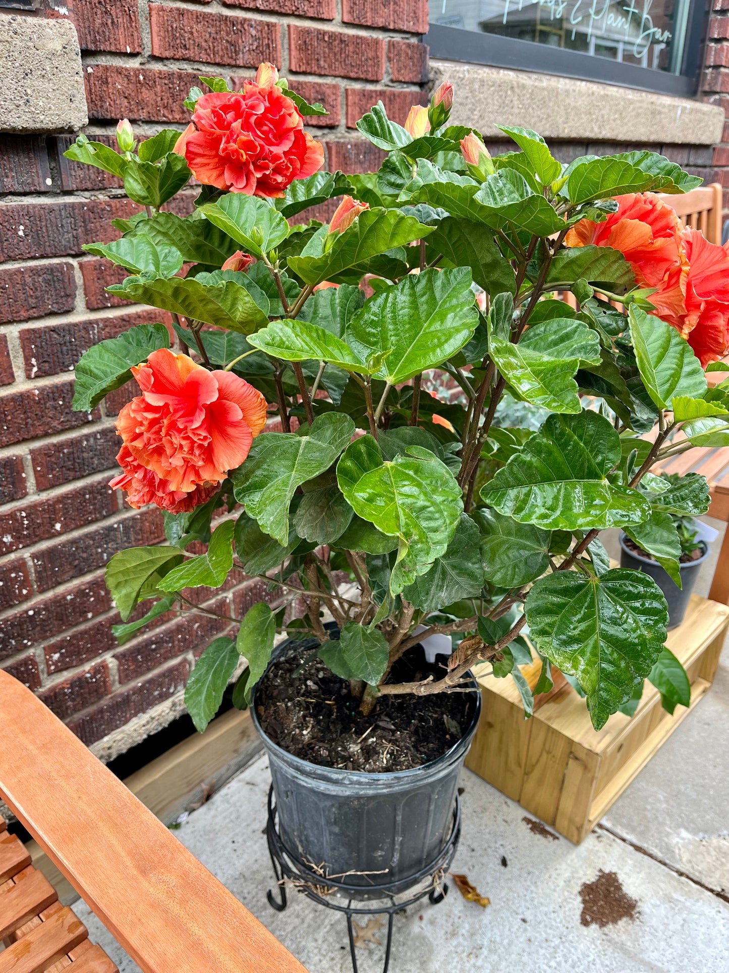 10" Hibiscus Double Orange
