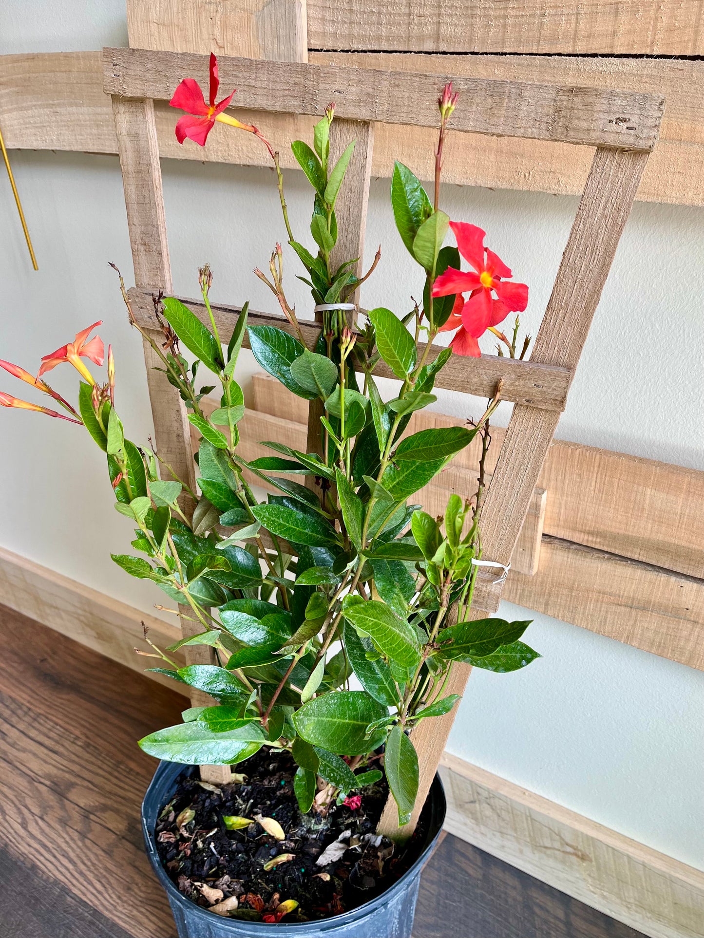 10" Dipladenia Fire It Up