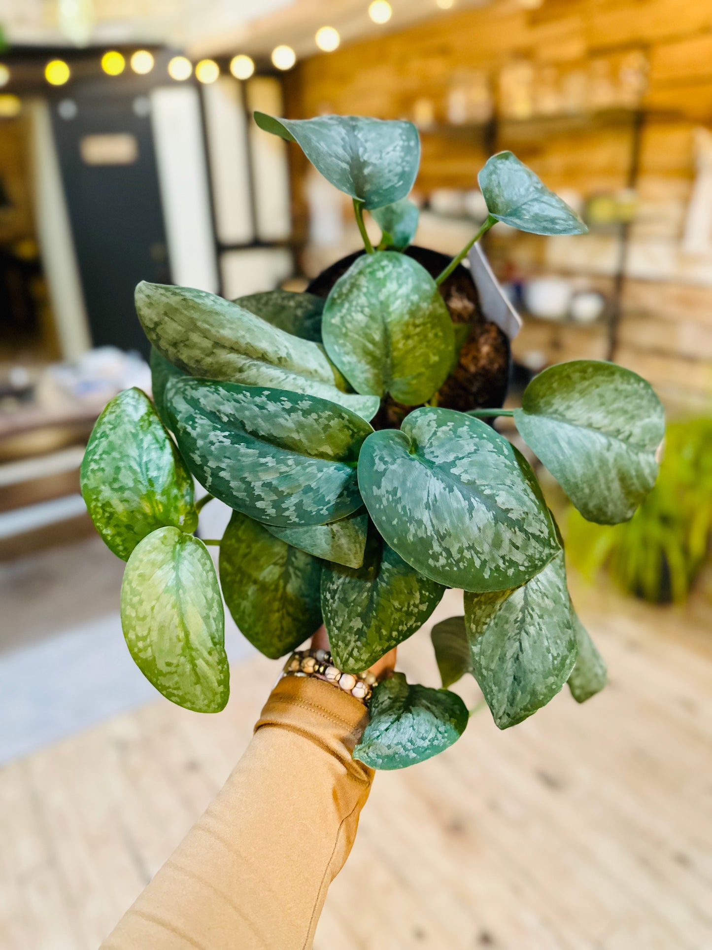 6" Scindapsus Mount Salak