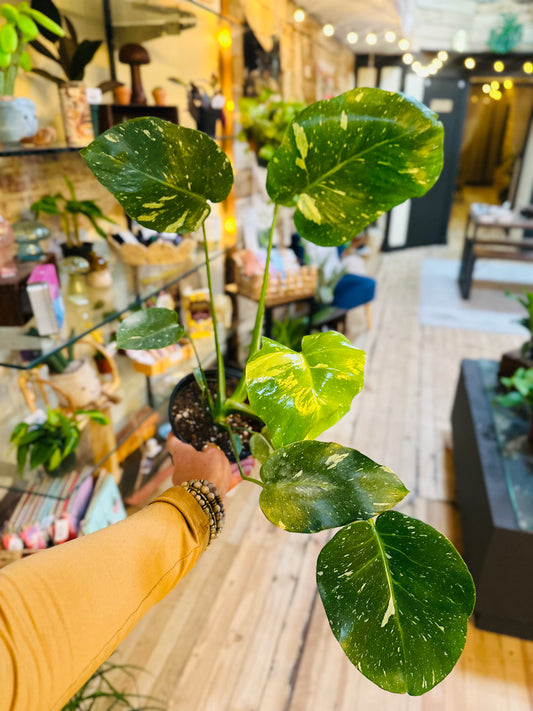 6" Monstera Thai Constellation