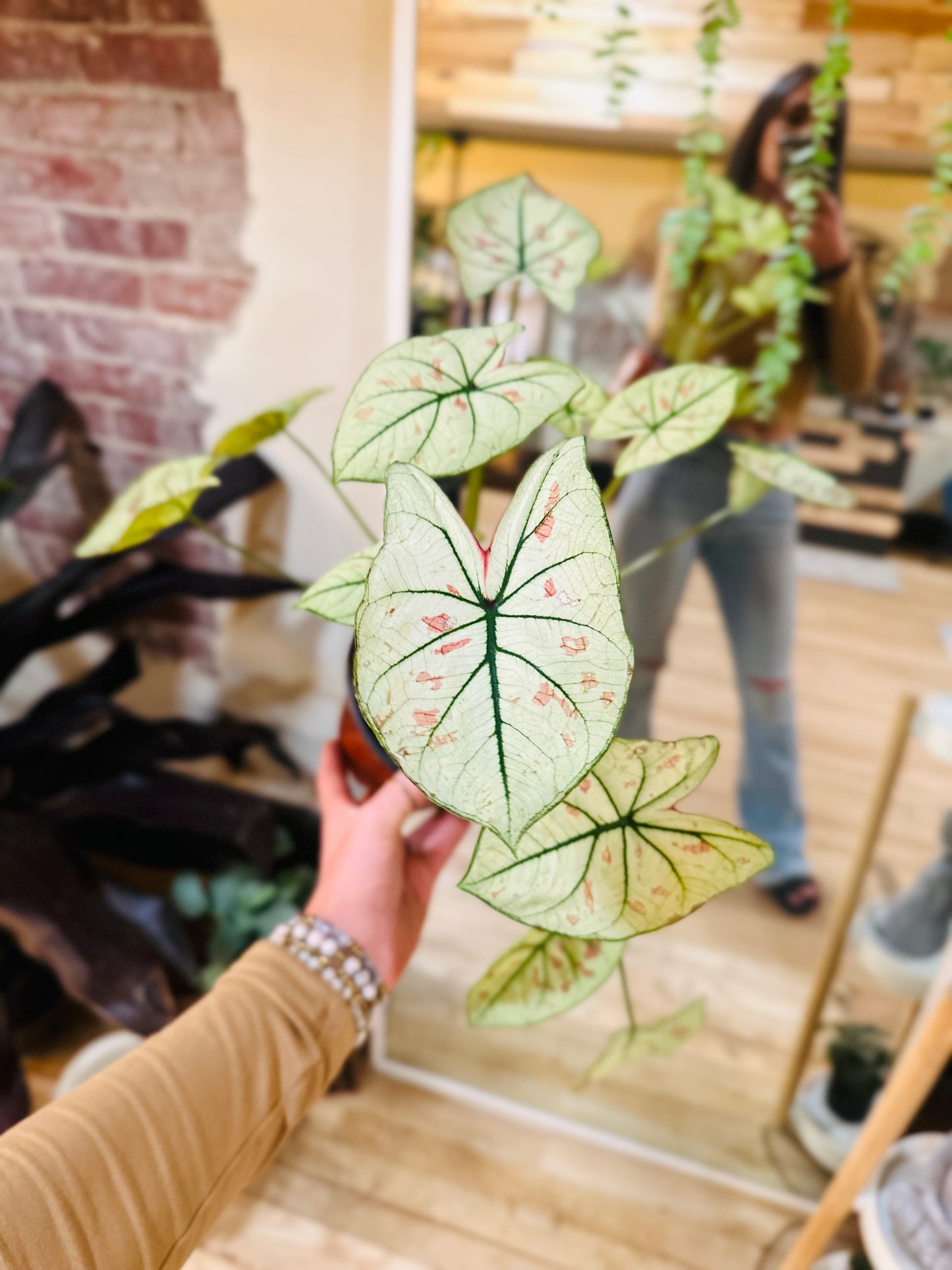4" Caladium White Cranberry Star