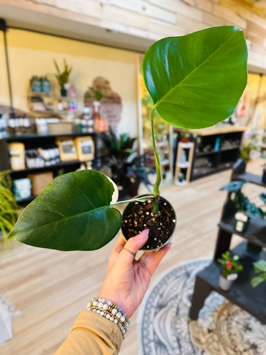 4" Sport Albo Monstera