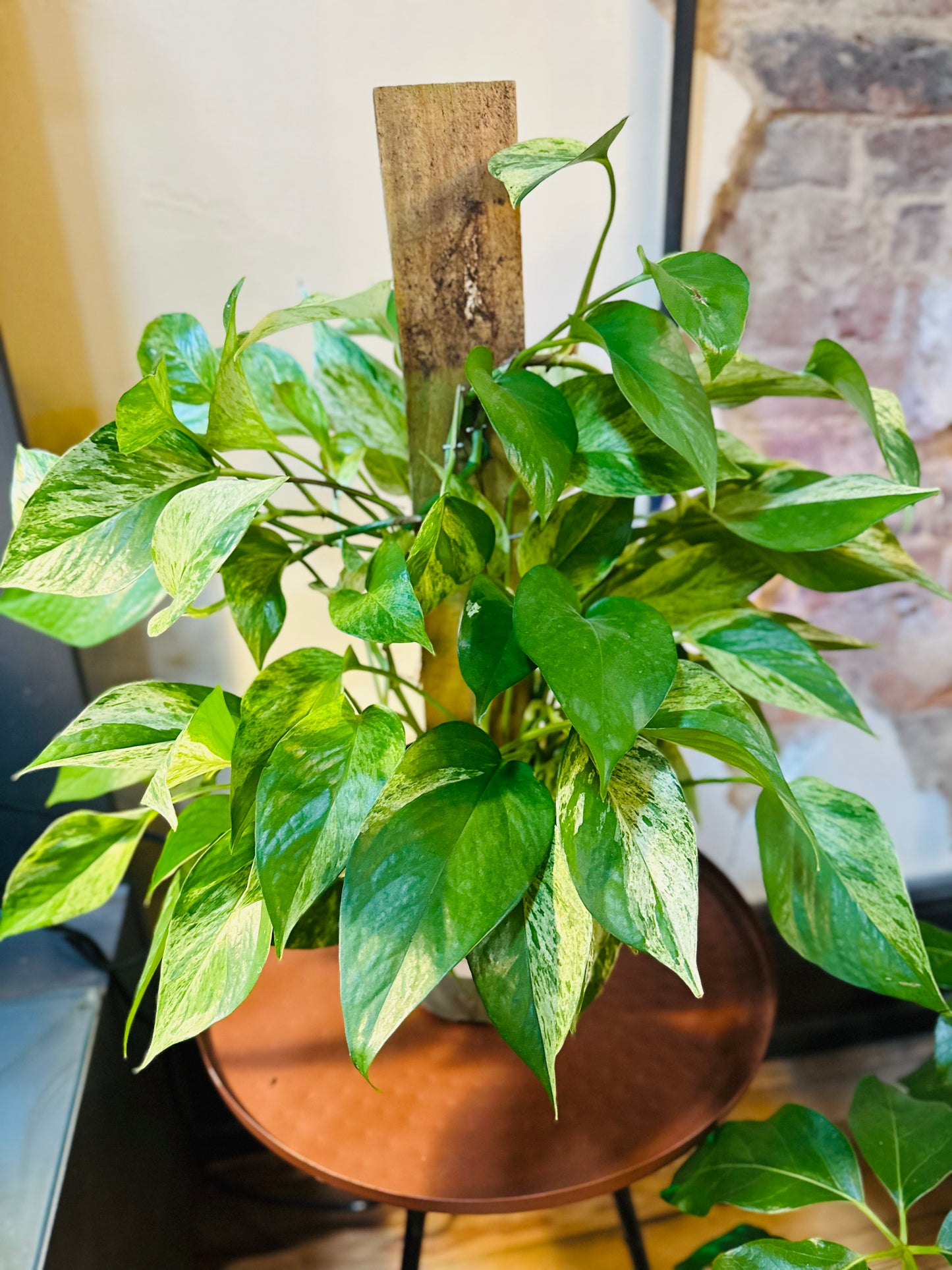 6" Marble Queen Pothos Totem