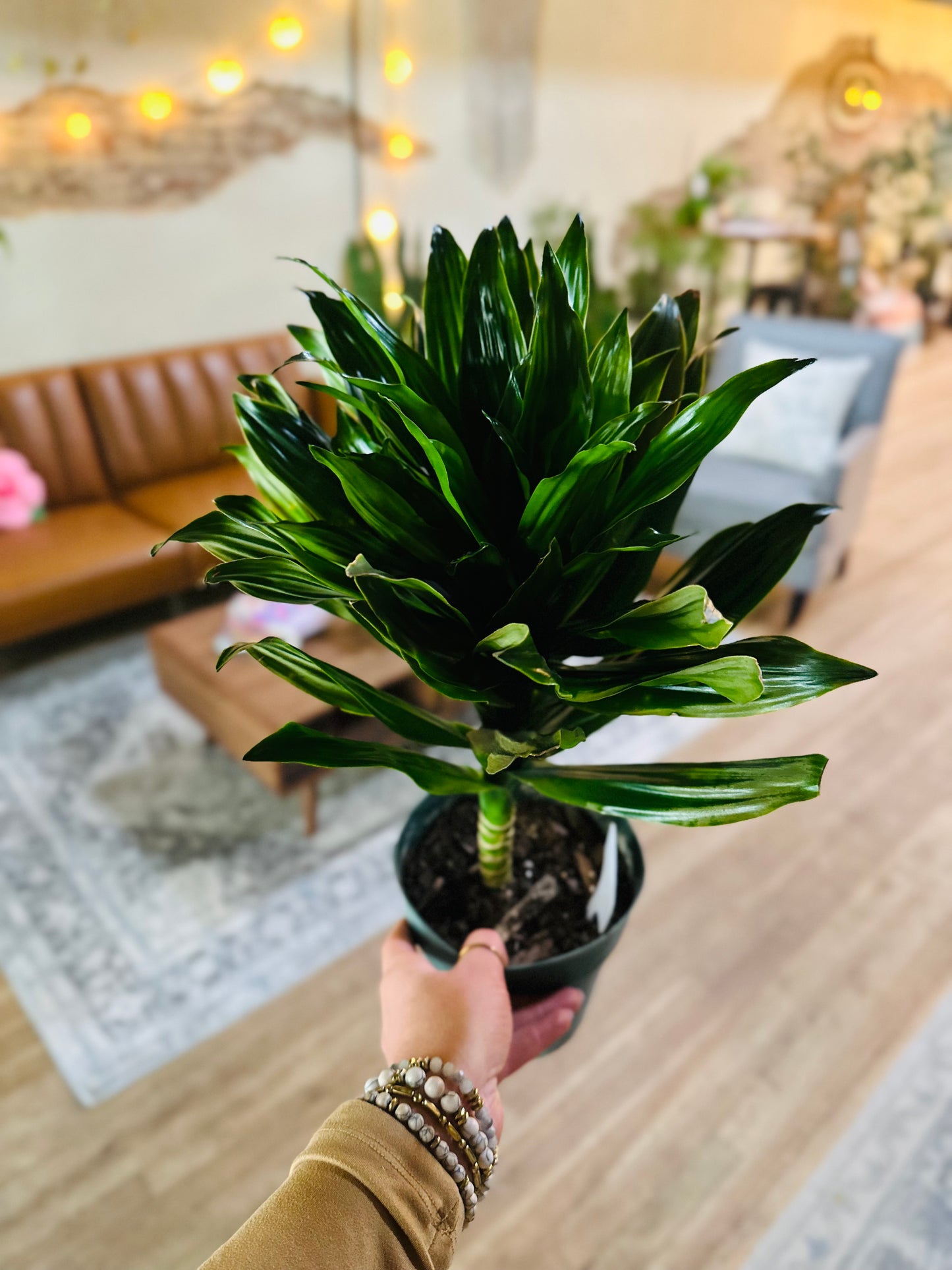 6" Dracaena Janet Craig