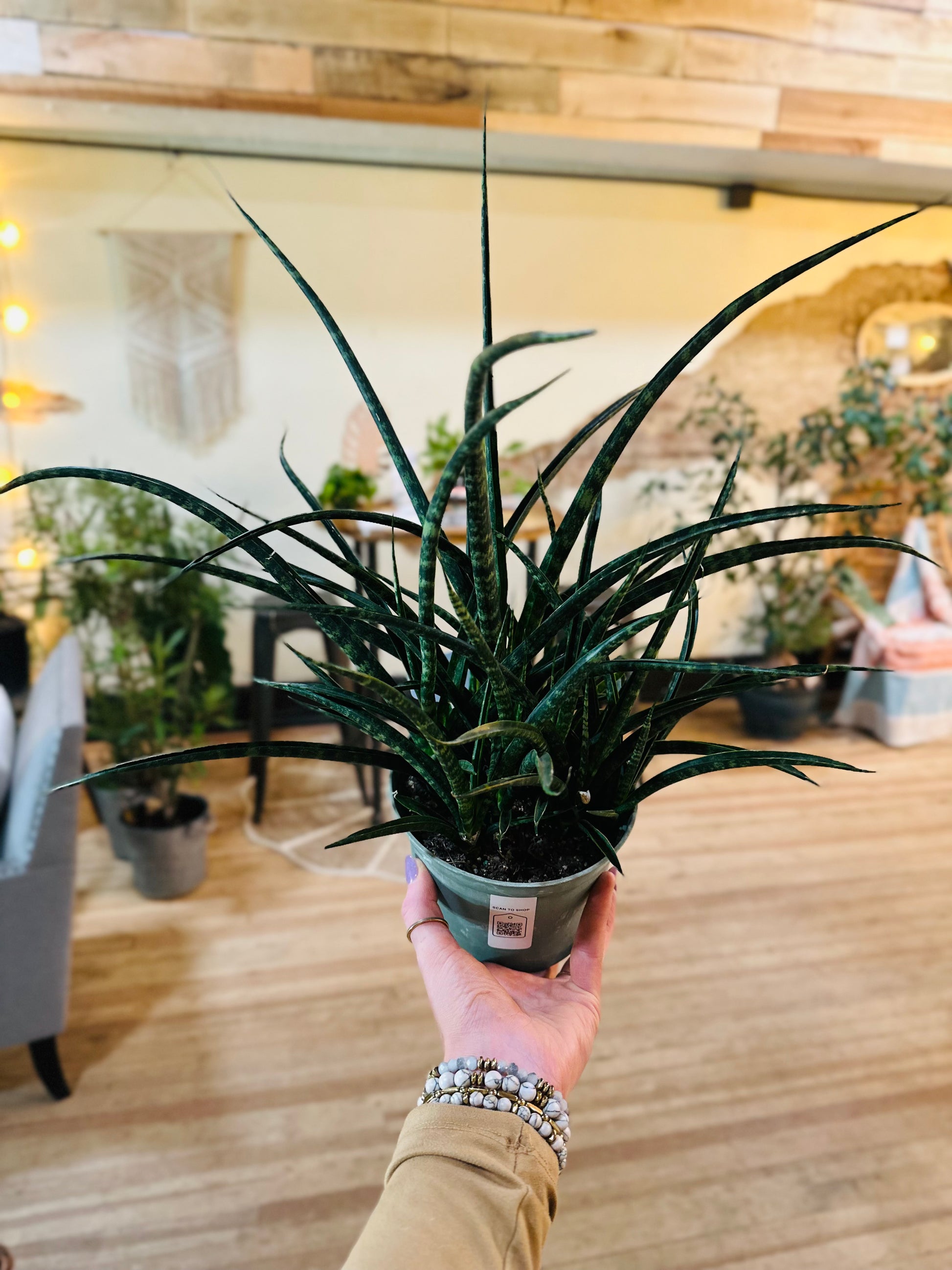 sansevieria fernwood snake plant 6" Fernwood Snake Plant – Grows on Main