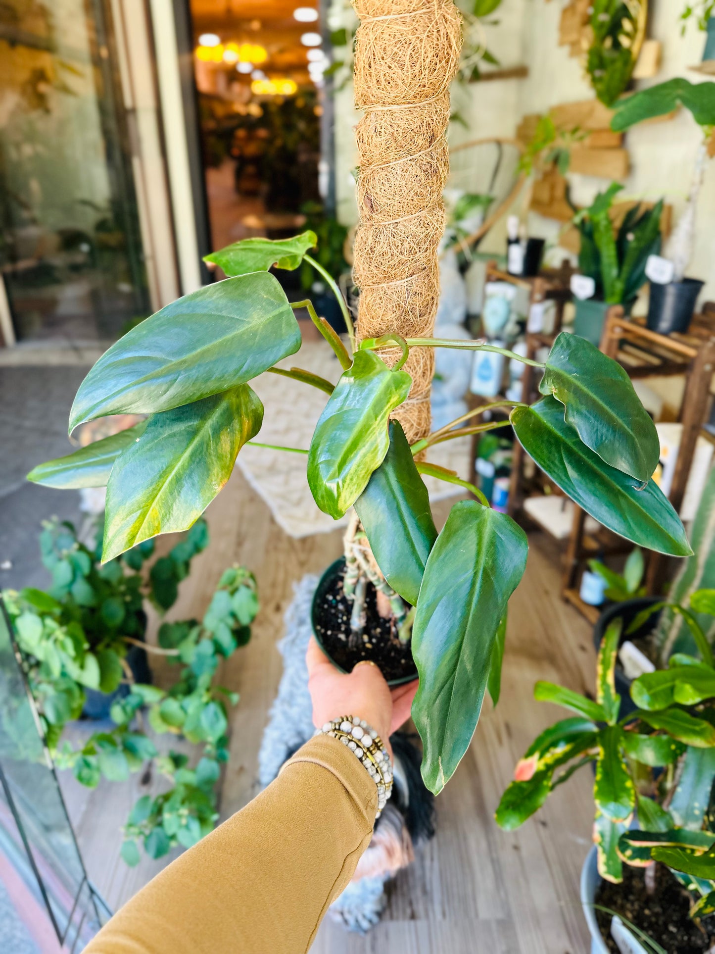 6" Philodendron Mexicanum