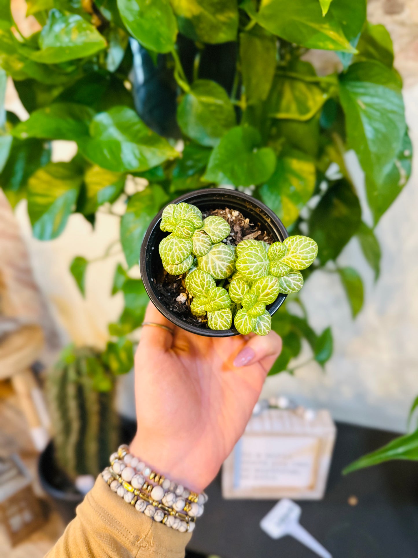 4" Fittonia Pink Tiger