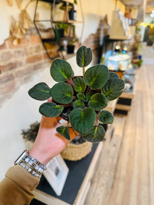 4" African Violet (No Blooms)