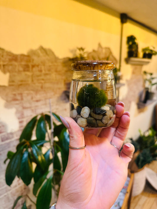 Marimo Moss Balls