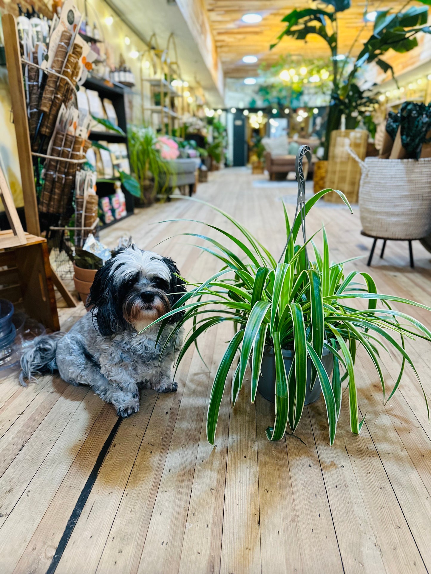 8" Spider Plant Basket