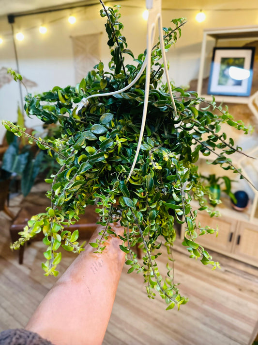 4" Lipstick Curly Rasta Basket