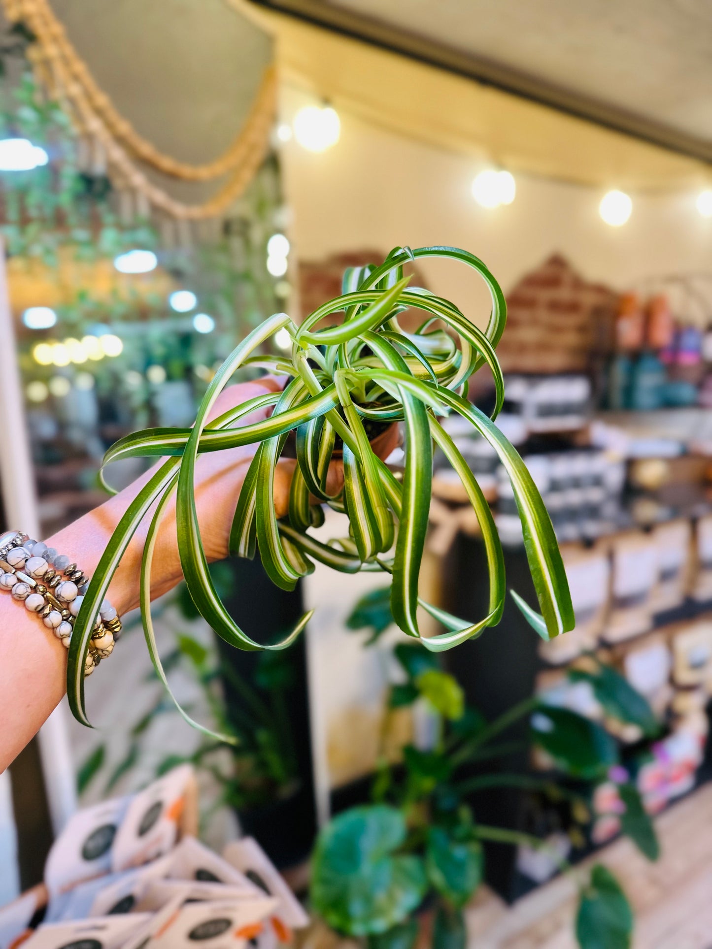 2" Bonnie Spider Plant