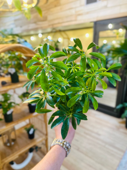 4" Schefflera Arboricola