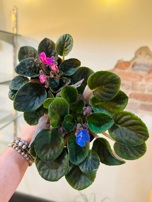 4" African Violet