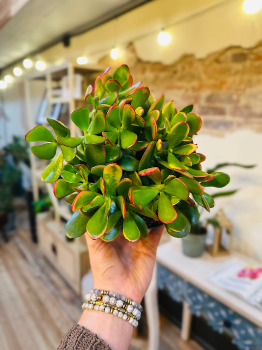 6" Crassula Jade