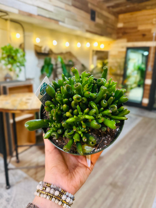 6" Crassula Jade Hobbit