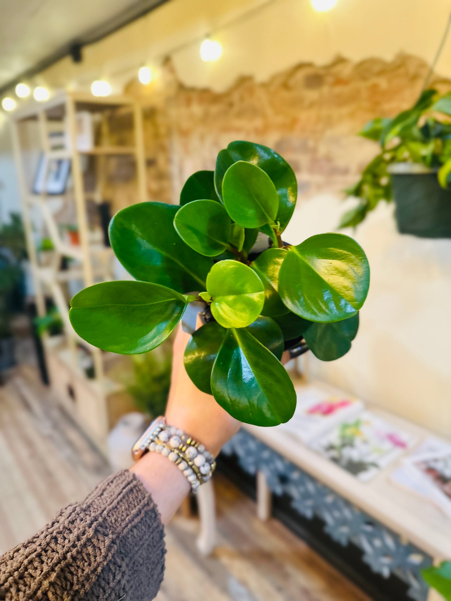 4" Peperomia Obtusifolia