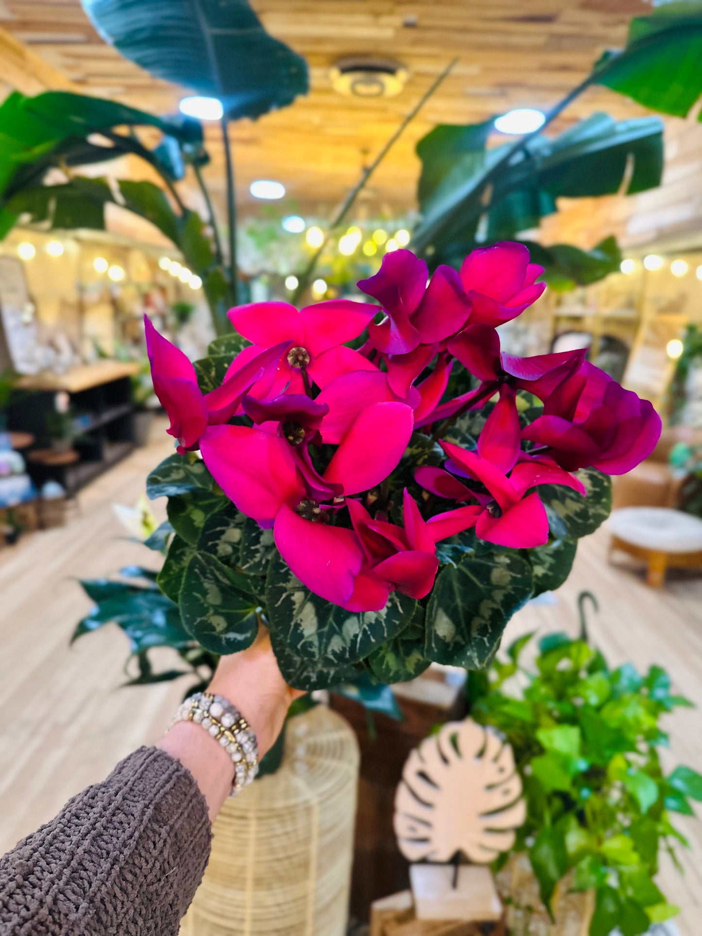 6” Cyclamen