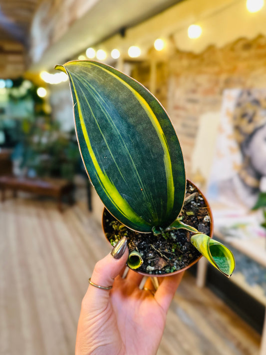 4" Variegated Whale Fin Snake Plant