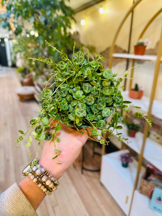 4" String of Turtles