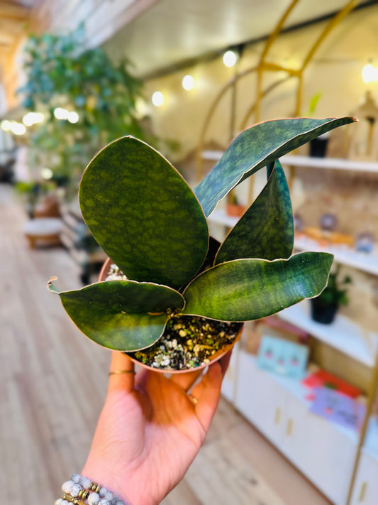 5" Whale Fin Snake Plant