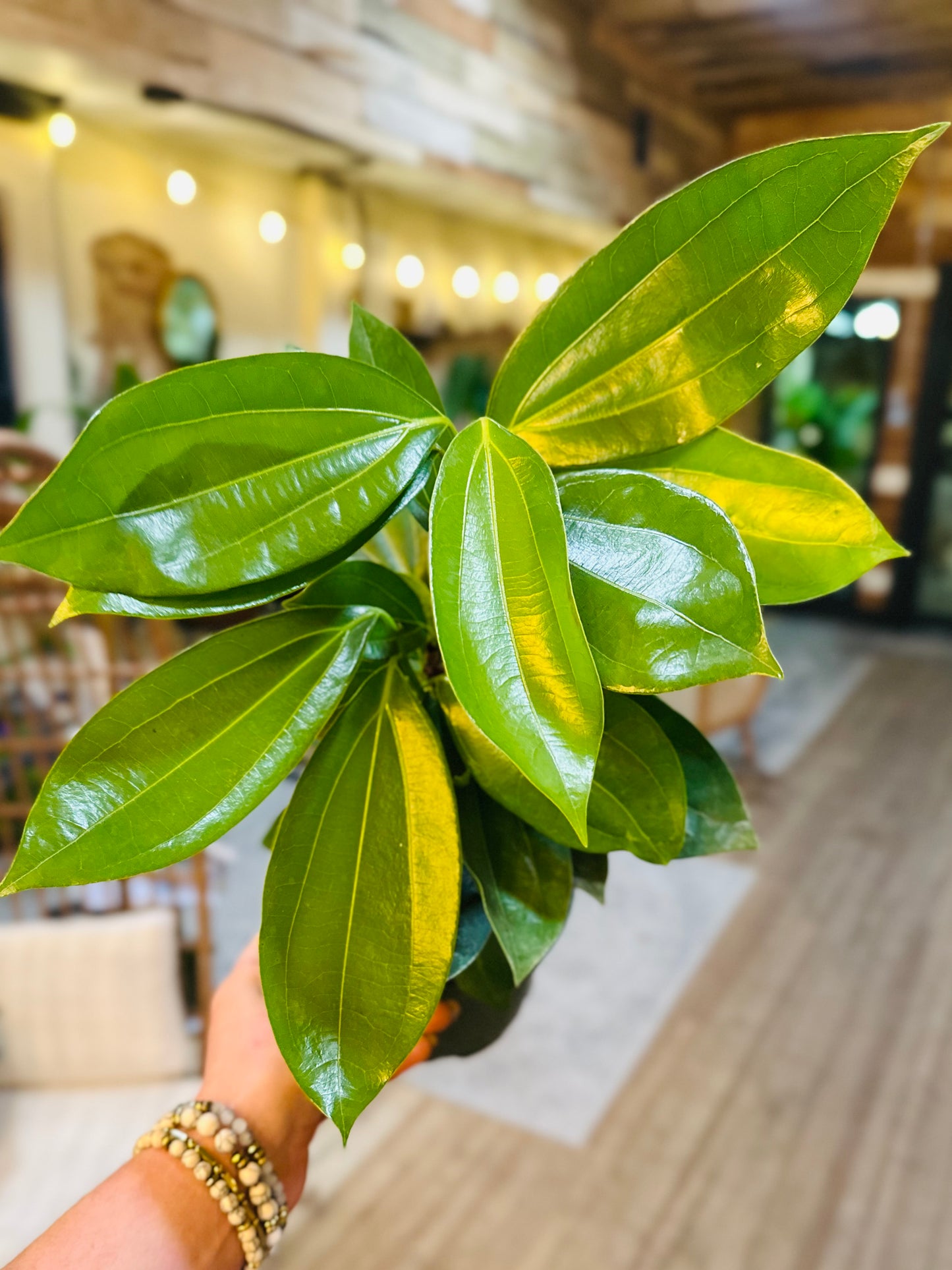 6" Cinnamon Tree