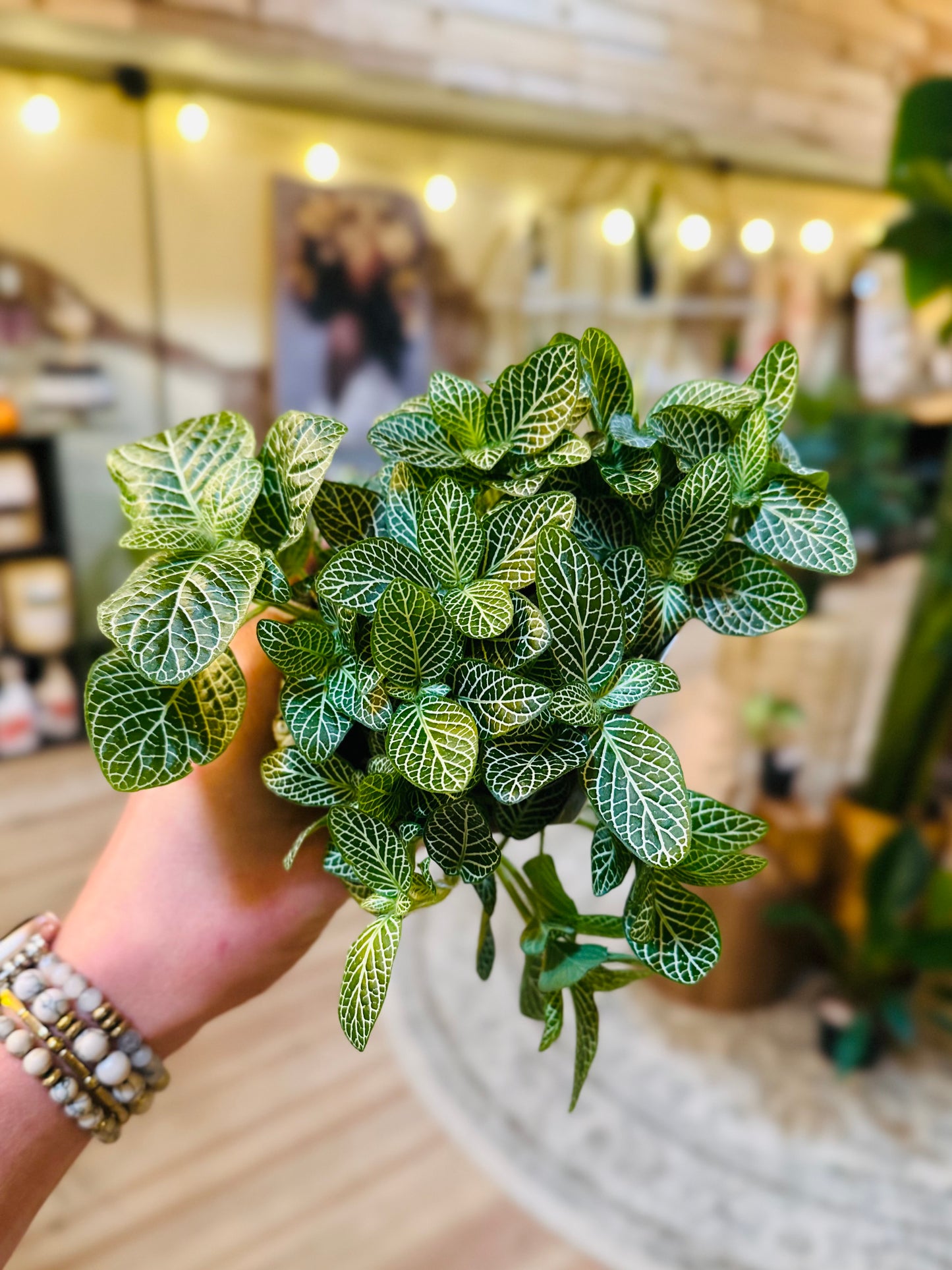 4" Fittonia White