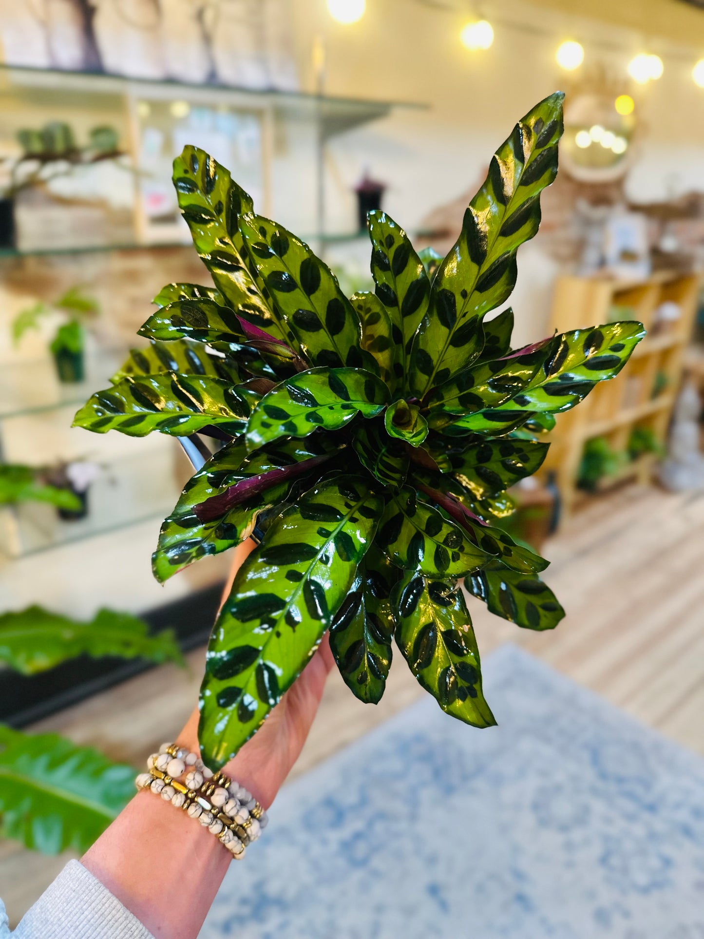 6" Calathea Rattlesnake