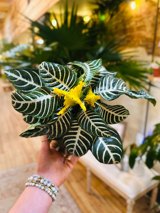 6" Zebra Plant