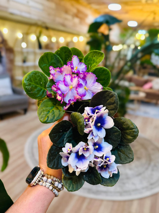 4" African Violet