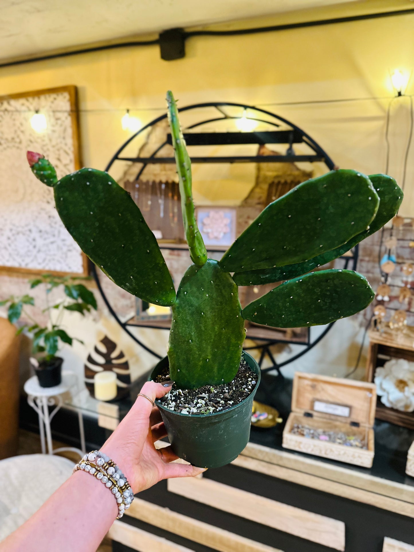 6" Prickly Pear Cactus