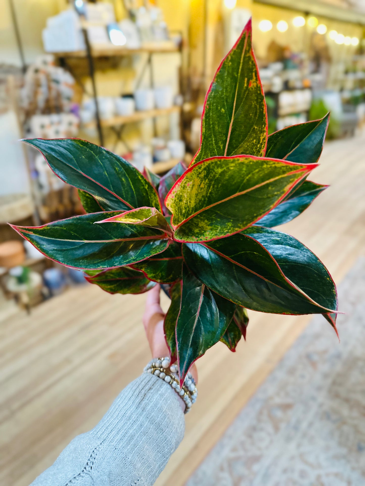 5" Aglaonema Siam Red