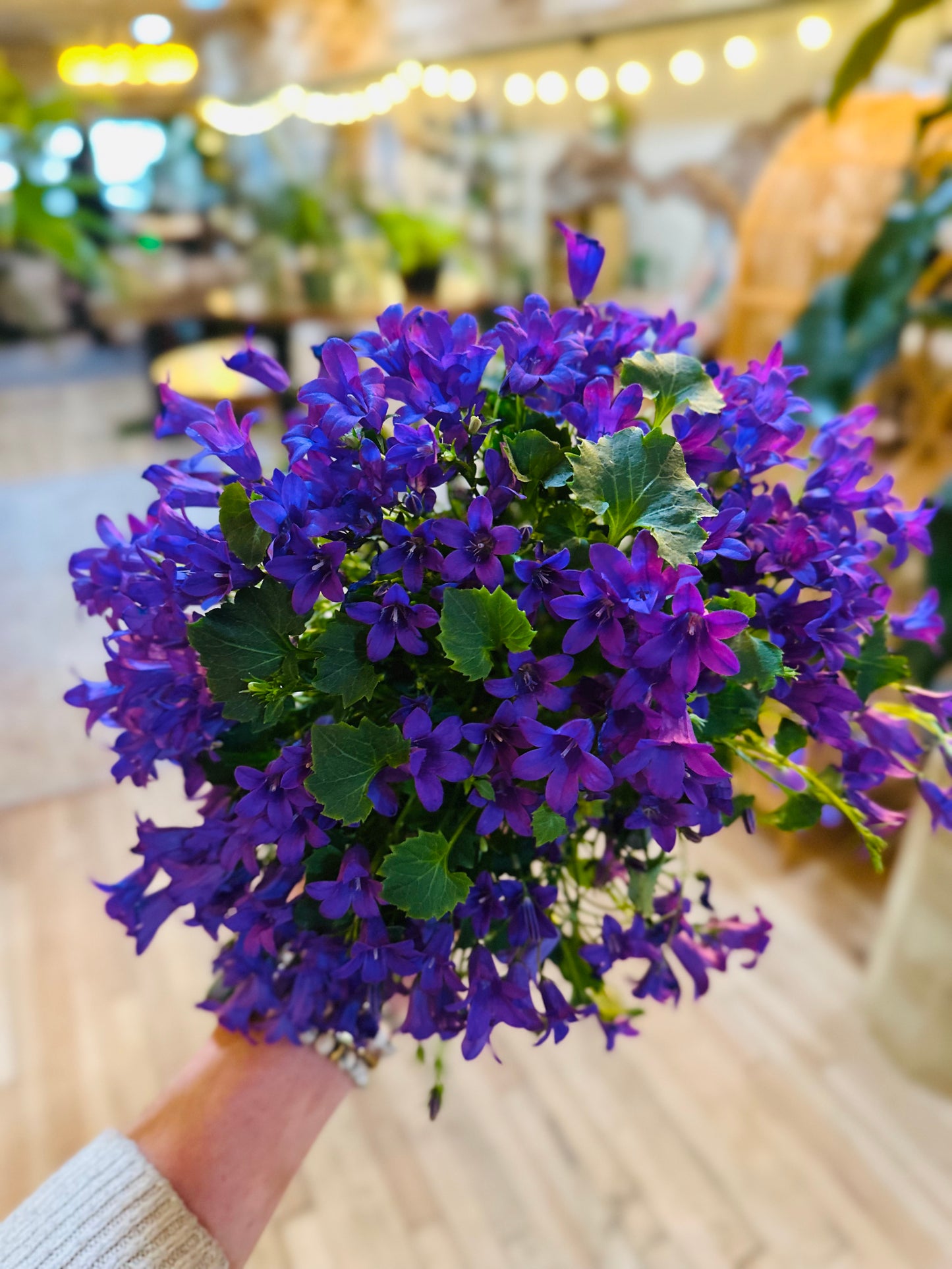 4" Campanula Purple