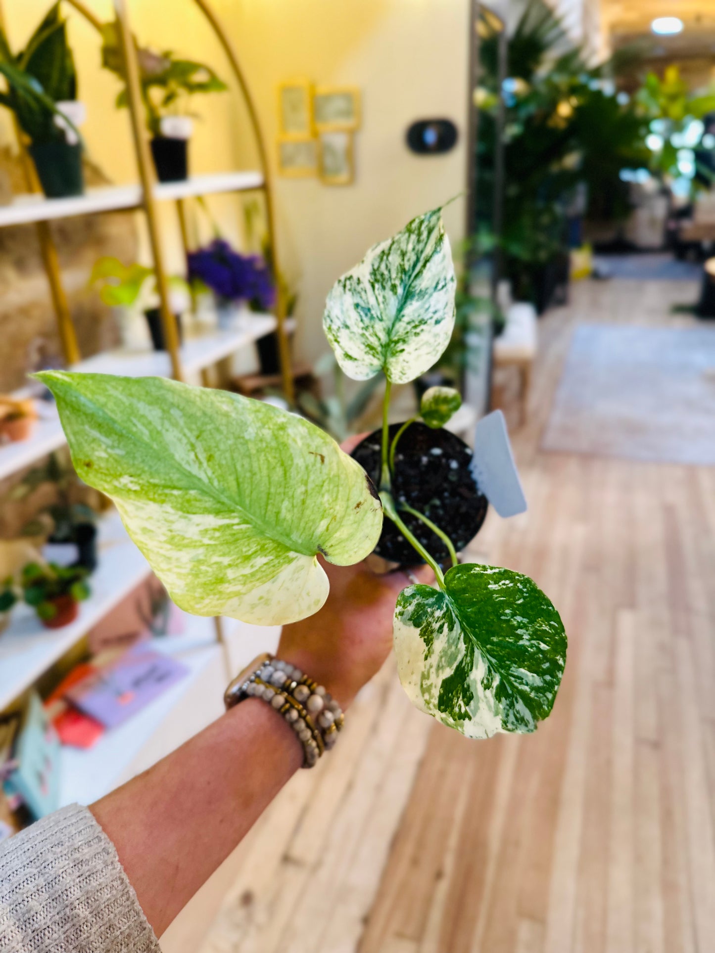 4" Monstera Mint