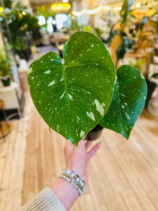 4" Monstera Thai Constellation