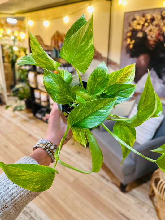 4" Neon Queen Pothos
