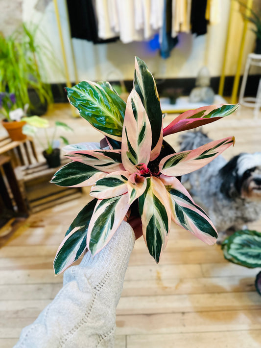 6" Stromanthe Triostar